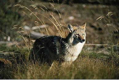 《Apex英雄》发布第19赛季“点燃”游戏玩法预告